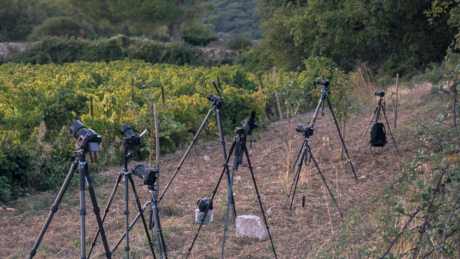 Appareils photo installés sur trépieds dans les vignes